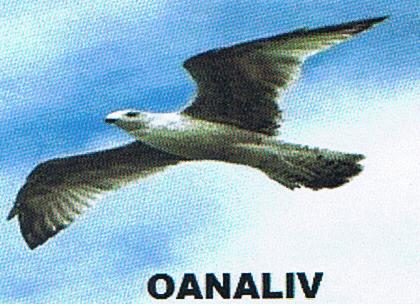 OANALIV