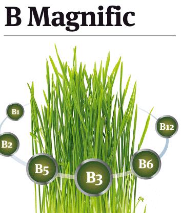 B Magnific B1, B2, B5, B3, B6, B12