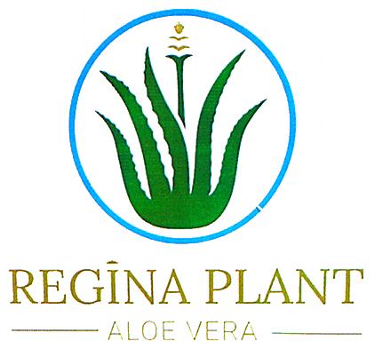 REGINA PLANT ALOE VERA